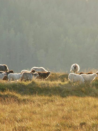 Villsau på utmarksbeite på Lygra. Foto: anita Elén Langøy