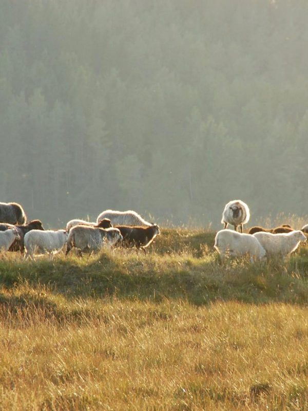 Villsau på utmarksbeite på Lygra. Foto: anita Elén Langøy