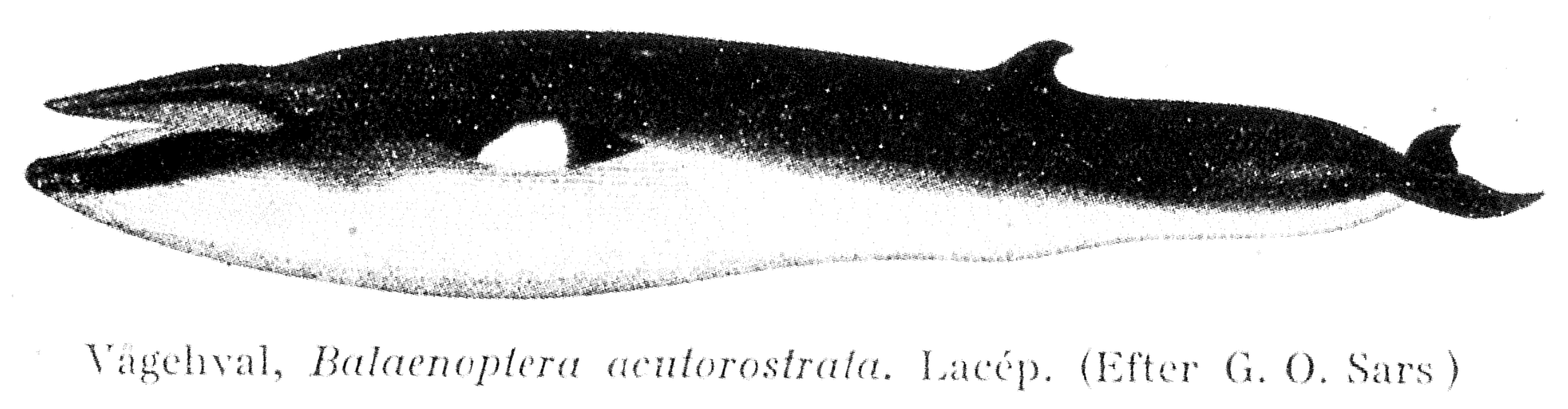 Fig.8: Minke whale. Ill.: Den norske vågehvalfangsten. Å. Jonsgård (1992).