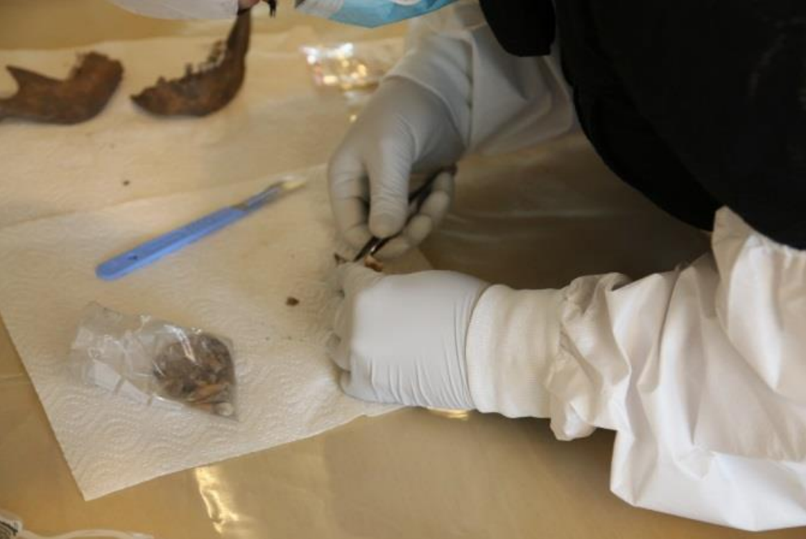 DNA-prøver skal tas av tenner fra middelalderskjeletter