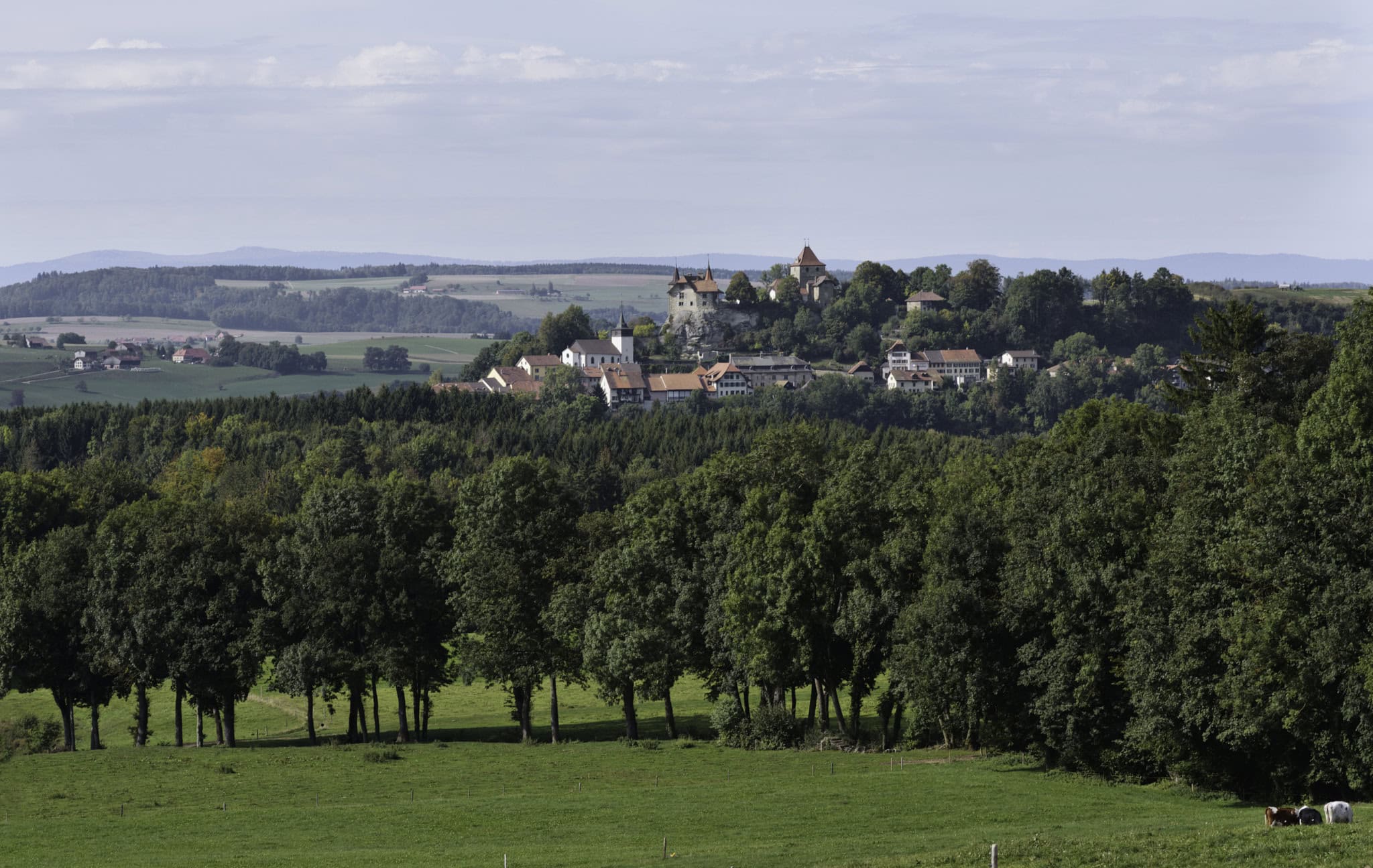 Nature and culture in medieval towns