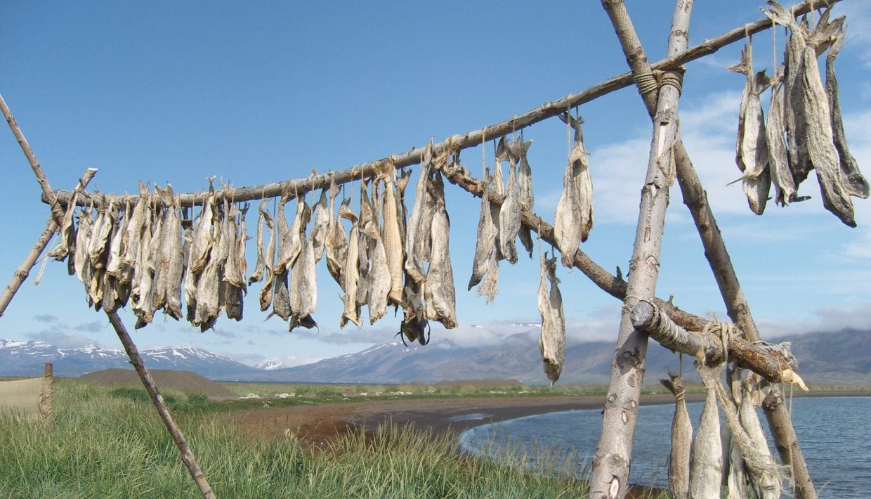 Stockfish_Iceland_Gunnar-Hafdal_Wikimedia-commons