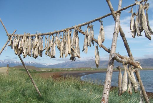 Stockfish_Iceland_Gunnar-Hafdal_Wikimedia-commons