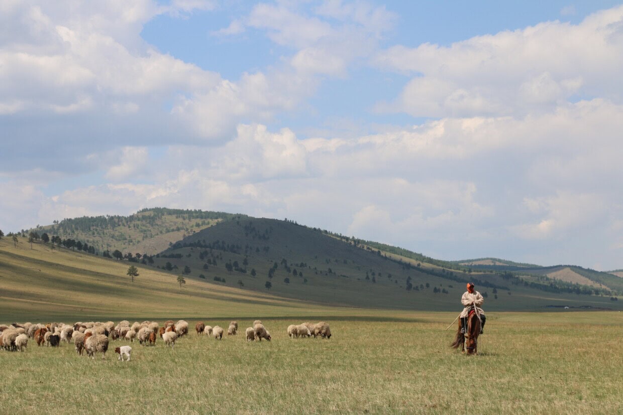 While the ger is transported using a small lorry, the animals must be herded from the spring to the summer pastures. This can be a long journey lasting several days, and declining pasture quality makes the animals more vulnerable during the move. 
Photo: Guro Lovise Hole Fisktjønmo, NIKU
