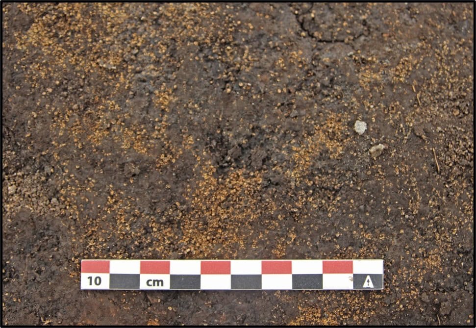 Frø fra tiggersoleie.